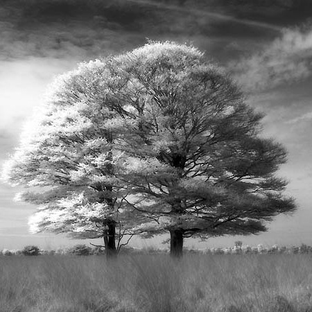 Kampina infrarood opname