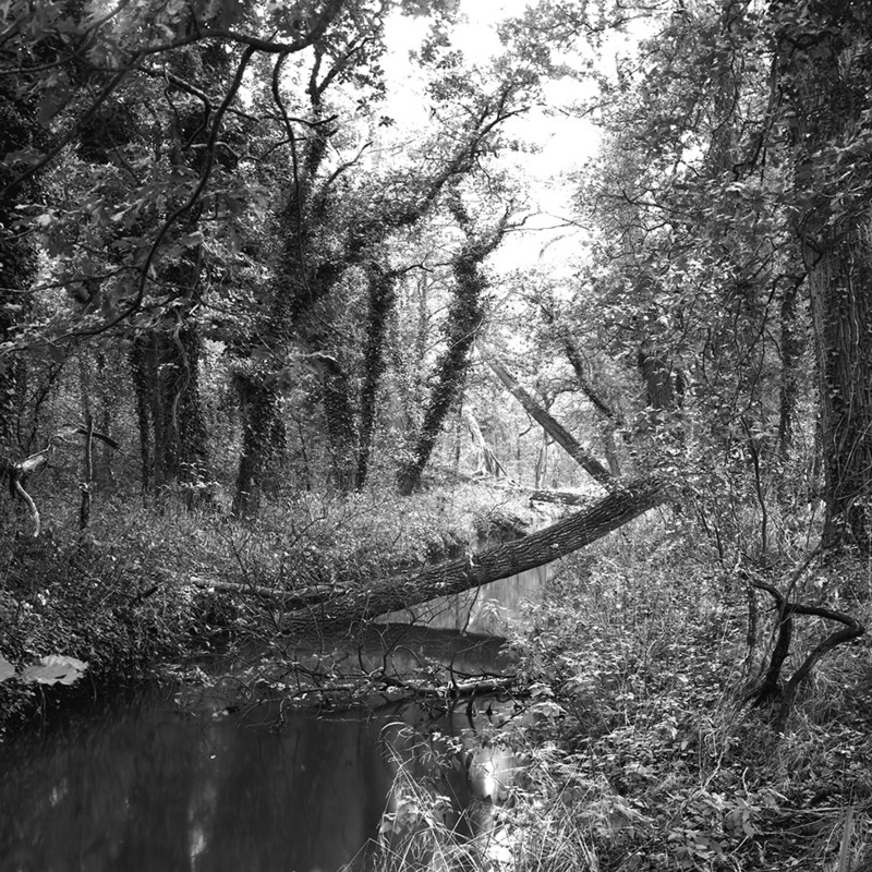 Kampina, de Beerze na een storm