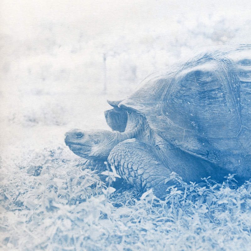 Galapagos cyanotype