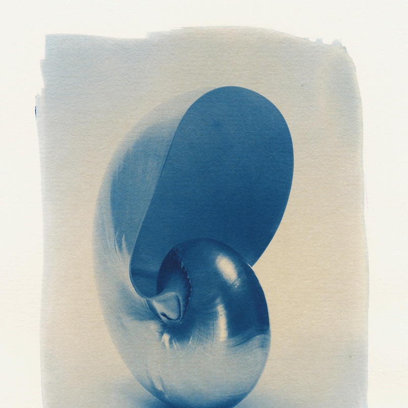 Cyanotype van nautilus