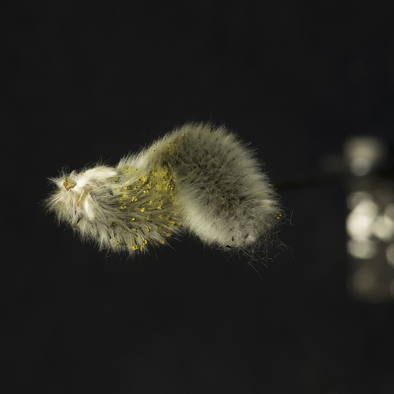 Worm rent weg voor gevaar