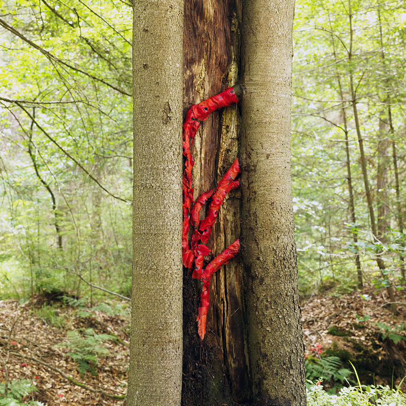 Landart project. wortels omwikkeld met klaprozen tonen de sapstromen
