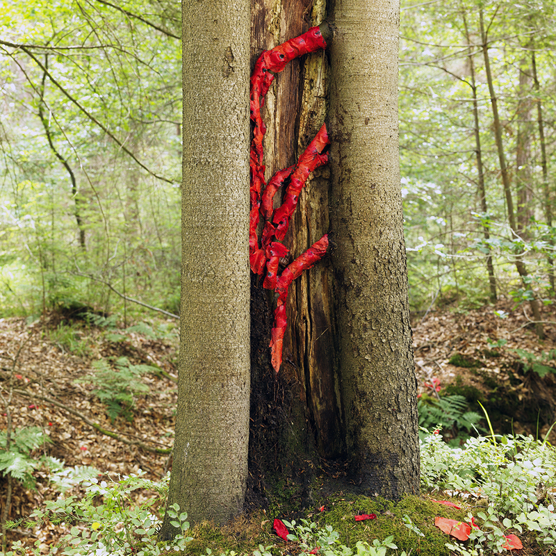 Landart. Boom en klaprozen
