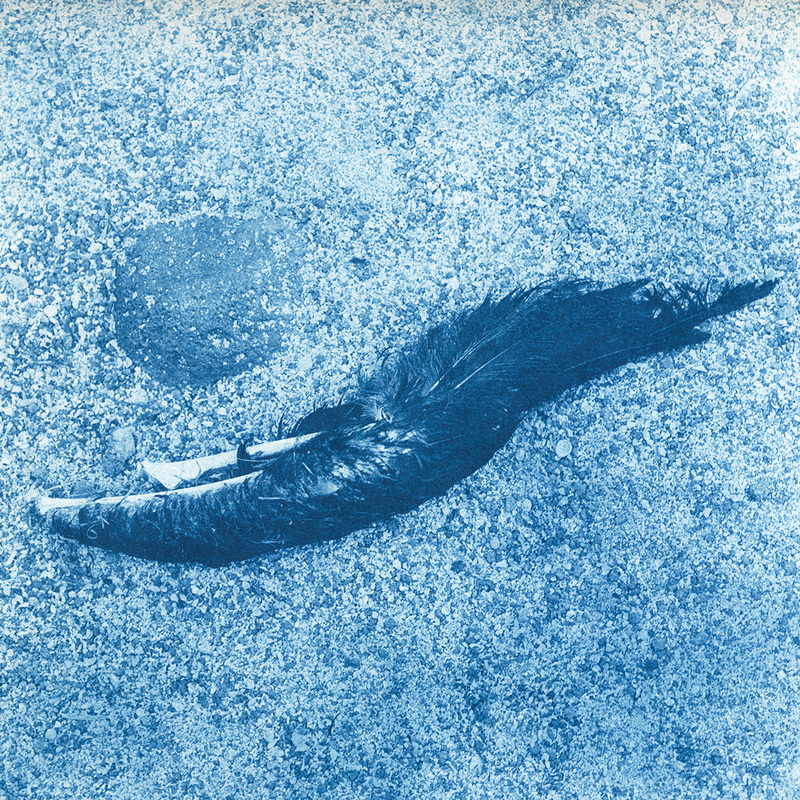 Pelikaanvleugel galapagos in cyanotype