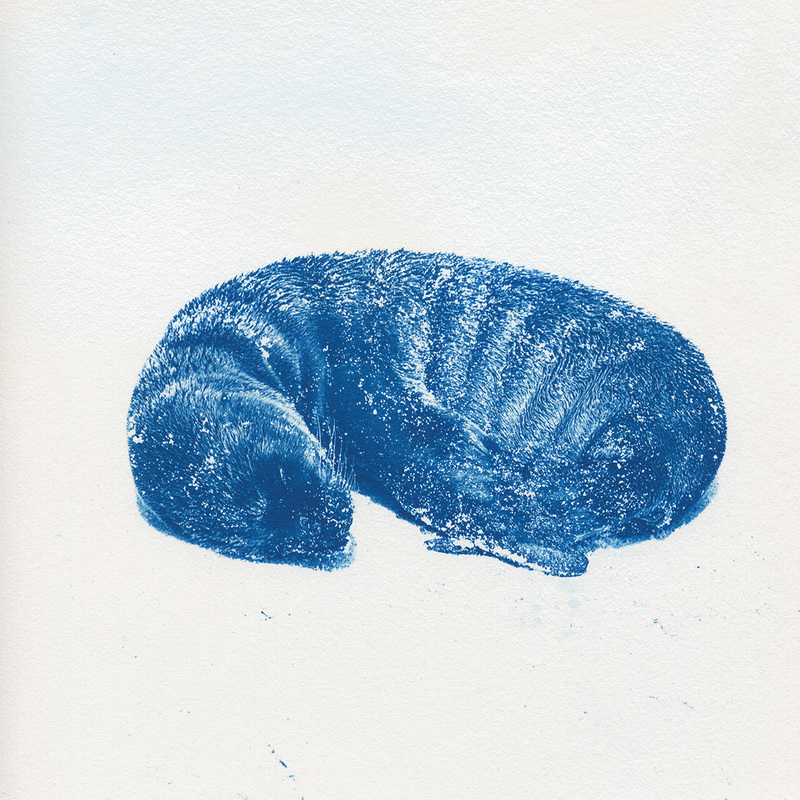Zeeleeuw galapagos in cyanotype